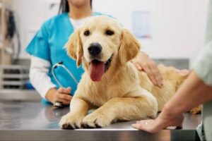 Dogs in Need