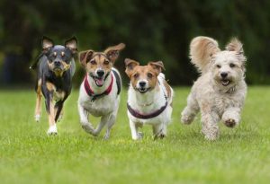 Family Pets