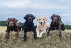 Farm Dogs