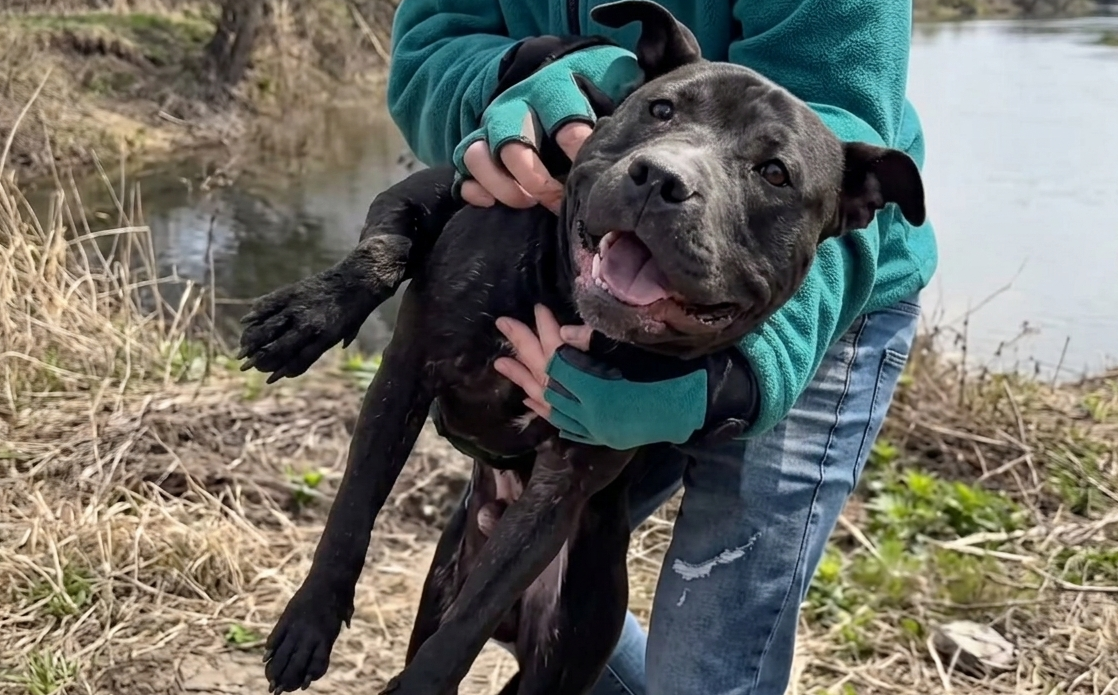 Abandoned dog receiving care and compassion after living in fear
