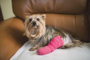 Injured Dogs