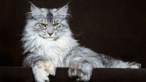 Maine Coon
