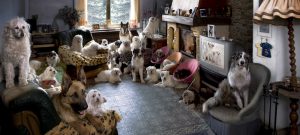 Multi Pet Household