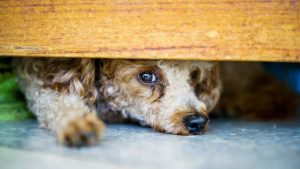 Neglected Animals