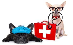 Pet Emergency