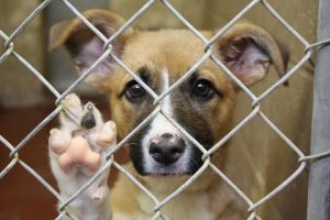 Shelter Dogs