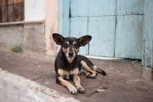 Stray Dogs