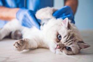 Veterinary Care