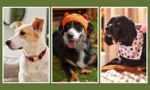 dog accessories