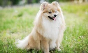 fluffy dogs