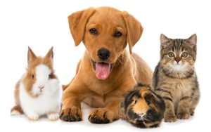 pet science
