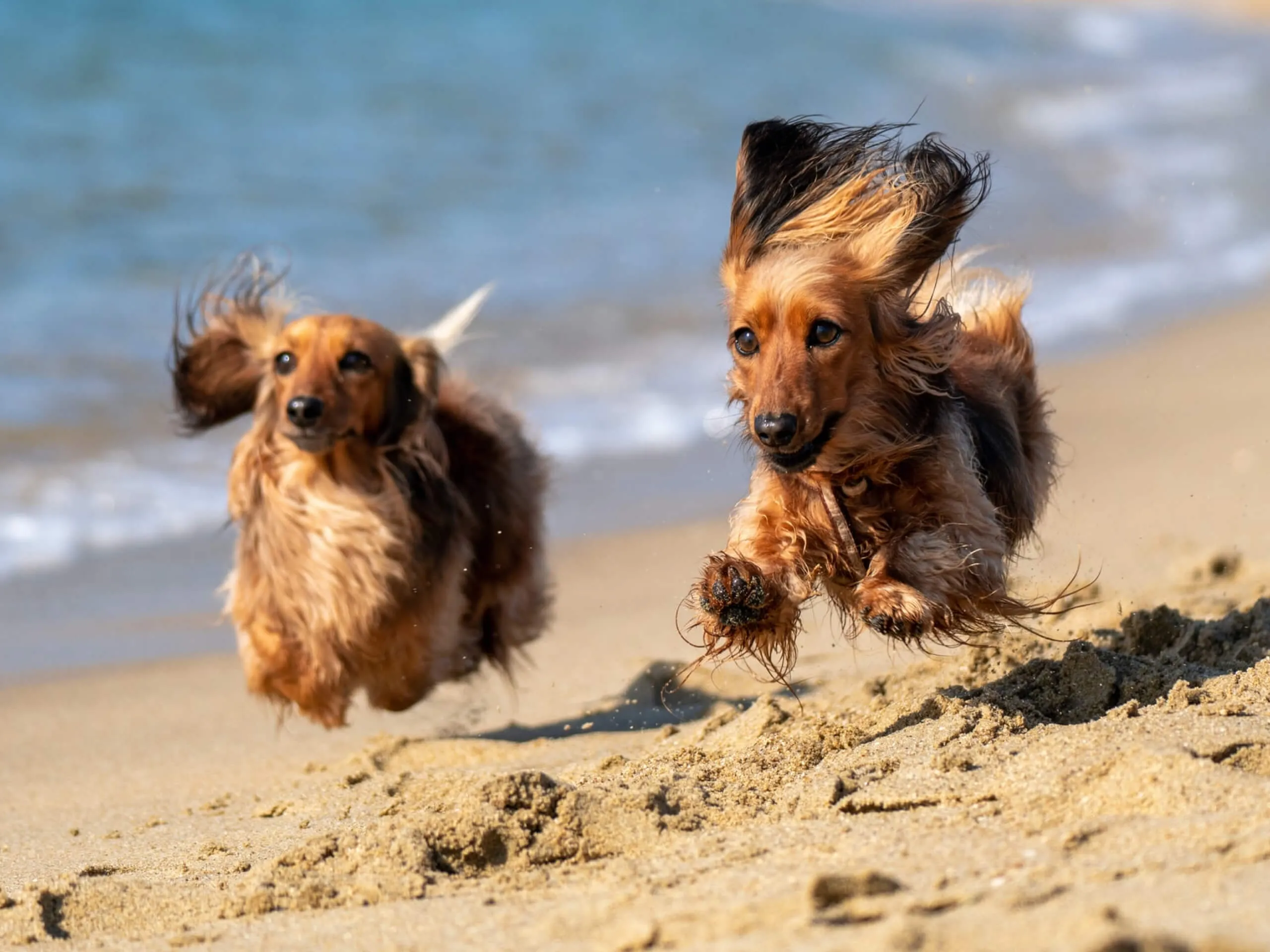 How Hot Is Too Hot for Dogs to Walk Outside?